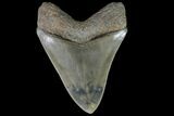 Serrated, Fossil Megalodon Tooth - Georgia #76502-1